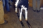 Vache, General photos 2002 - Courchevel Enquirer
