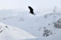, X-Games Tignes 2010 - Courchevel Enquirer