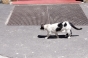, Summer 2011 - Courchevel Enquirer