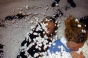 Ali Maz, All White 1999 - Courchevel Enquirer