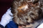 Scar, Back to School 1999 - Courchevel Enquirer